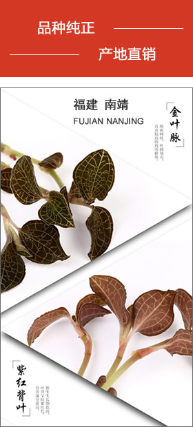 南靖金線(xiàn)蓮 品種純正，產(chǎn)地直銷(xiāo)
