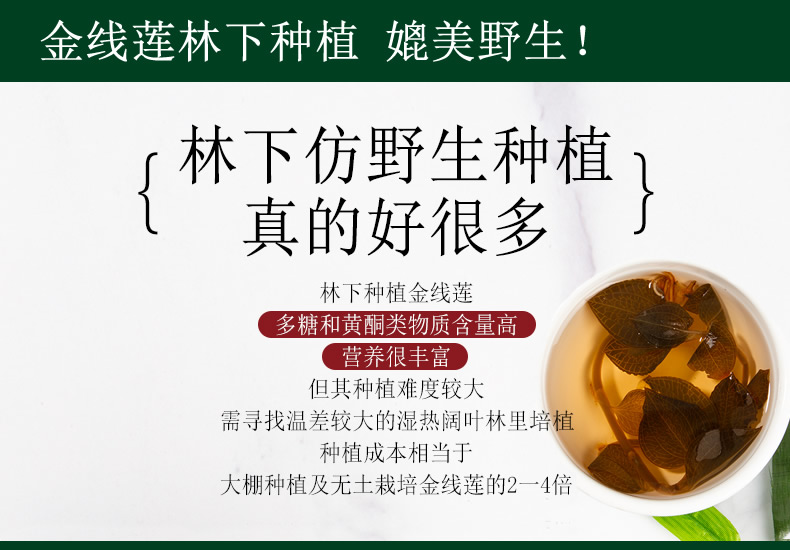 金線蓮林下種植 媲美野生！