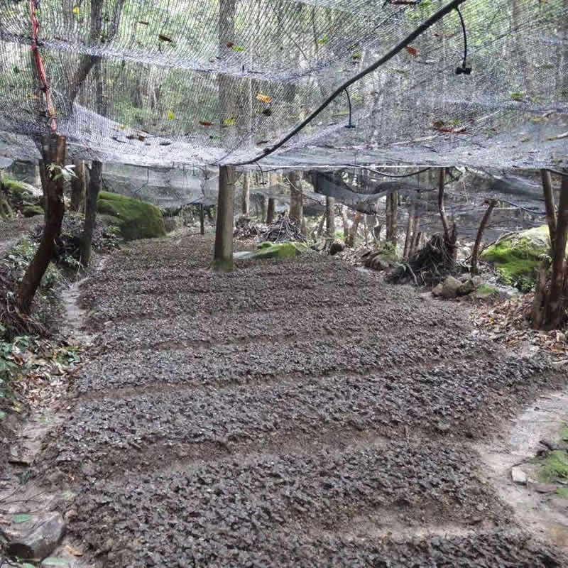 金線(xiàn)蓮、石斛林下種植基地