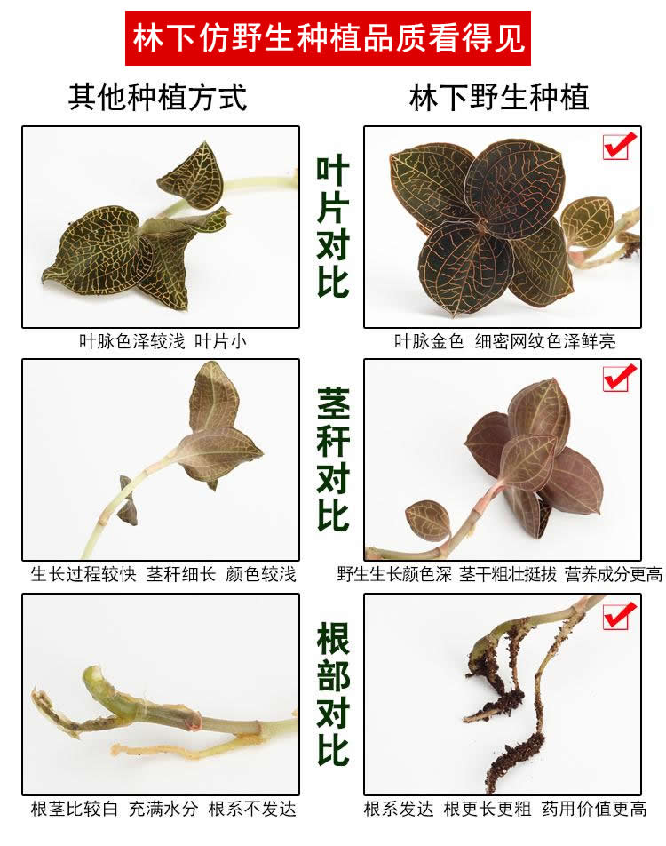 <a href=http://www.swinimage.com/ target='_blank'>金線蓮</a>林下種植
