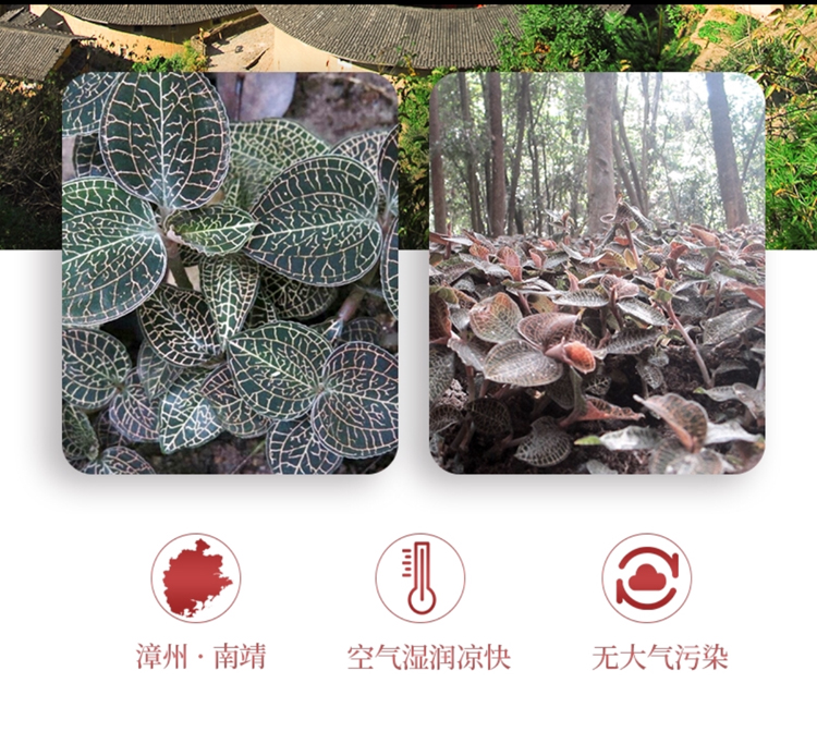 <a href=http://www.swinimage.com/ target='_blank'>金線蓮</a>干品 50克10管 禮盒裝